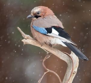 Eurasian Jay in Bialowieza