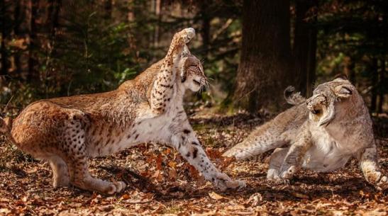 Fighting lynx
