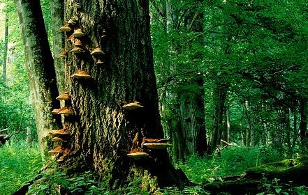 Grzyby na drzewie-Bialowieza