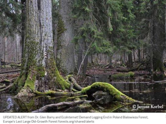 Poland's Bialowieza Forest -Alert