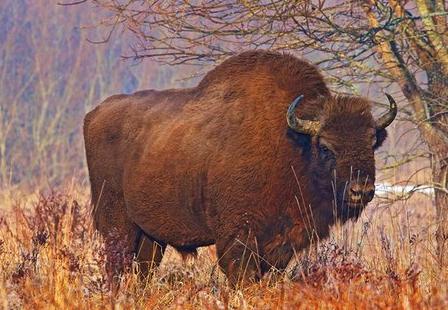 Polski bizon