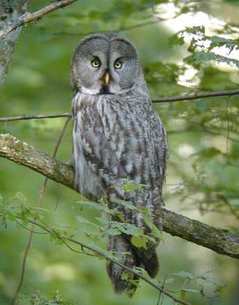 Sowa w Bialowiezy